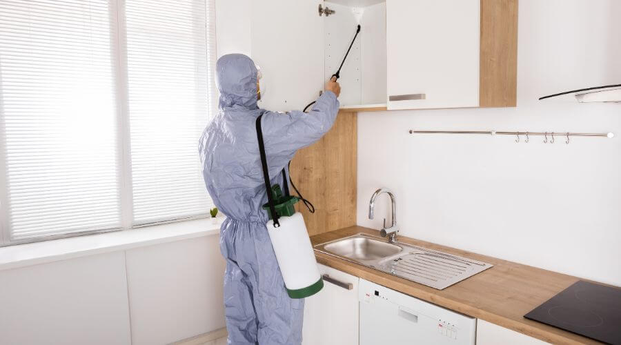Professional bed bug inspection services in Eau Claire - Bed Bug Inspection Eau Claire